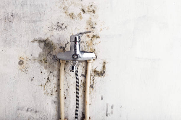 Best Mold Inspection  in Marmet, WV