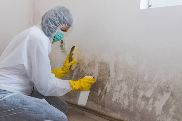 Best Certified Mold Removal  in Marmet, WV