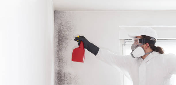 Best Emergency Mold Removal  in Marmet, WV