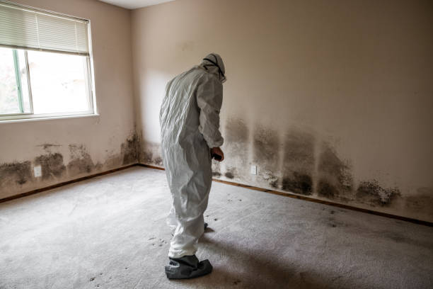 Best Mold Remediation  in Marmet, WV