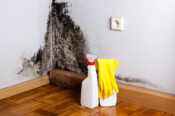 Best Toxic Mold Removal  in Marmet, WV