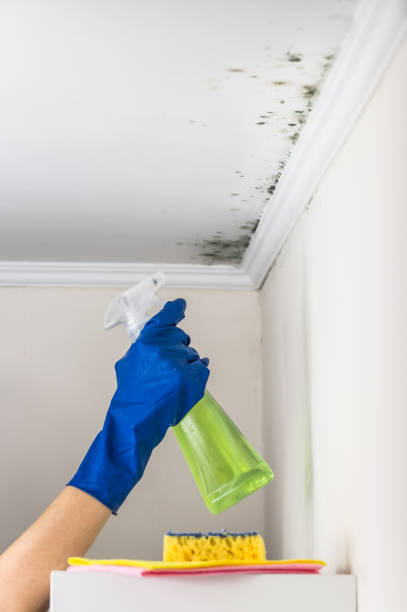 Best Emergency Mold Removal  in Marmet, WV